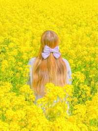 유명한 유채 스팟, 제주 산방산💛 ⠀