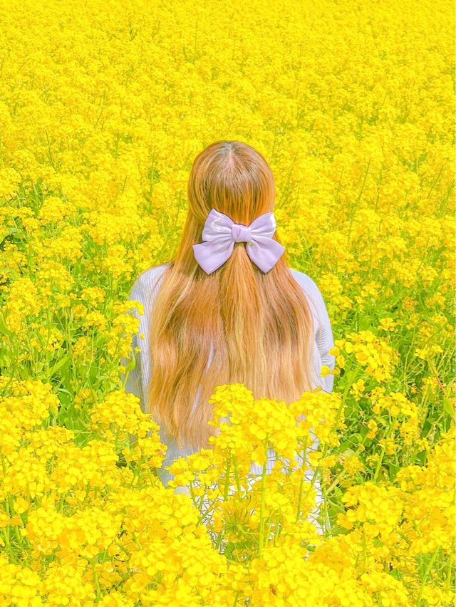 유명한 유채 스팟, 제주 산방산💛 ⠀