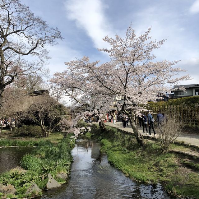 神秘的なパワースポット「忍野八海」