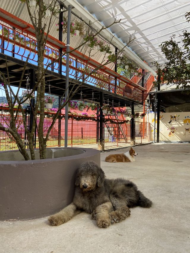Puppy farm - cutest puppies in Dalat 