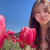 부산 도심에서 즐기는 알록달록 튤립 🌷
