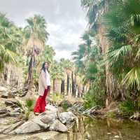 Indian Canyon, Palm Springs อเมริกา