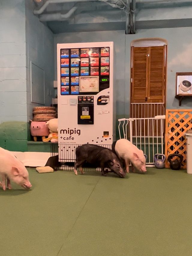 오사카 이색카페! 돼지카페🐷💕