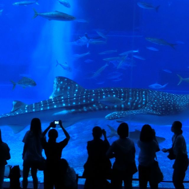 魚好きにはたまらない！美ら海水族館！