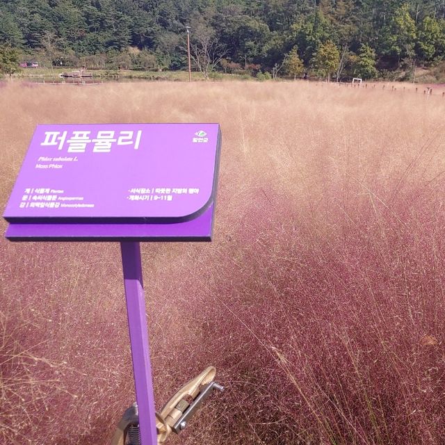 자연 속에서 힐링을 즐길 수 있는, 함안 악양생태공원