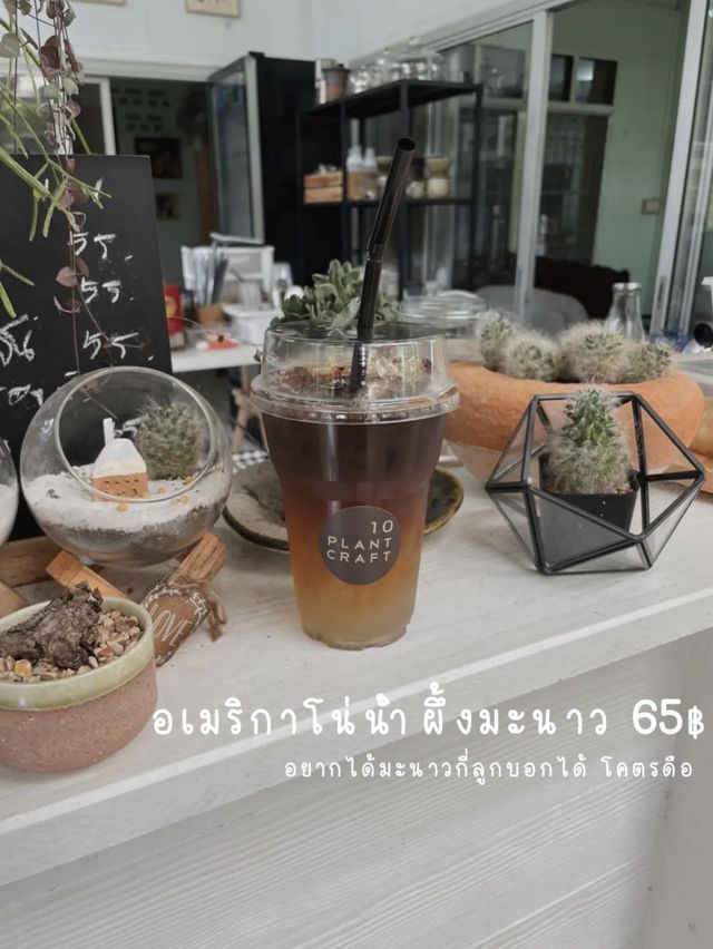 คาเฟ่ลับ (สุรินทร์) ☕️🐘