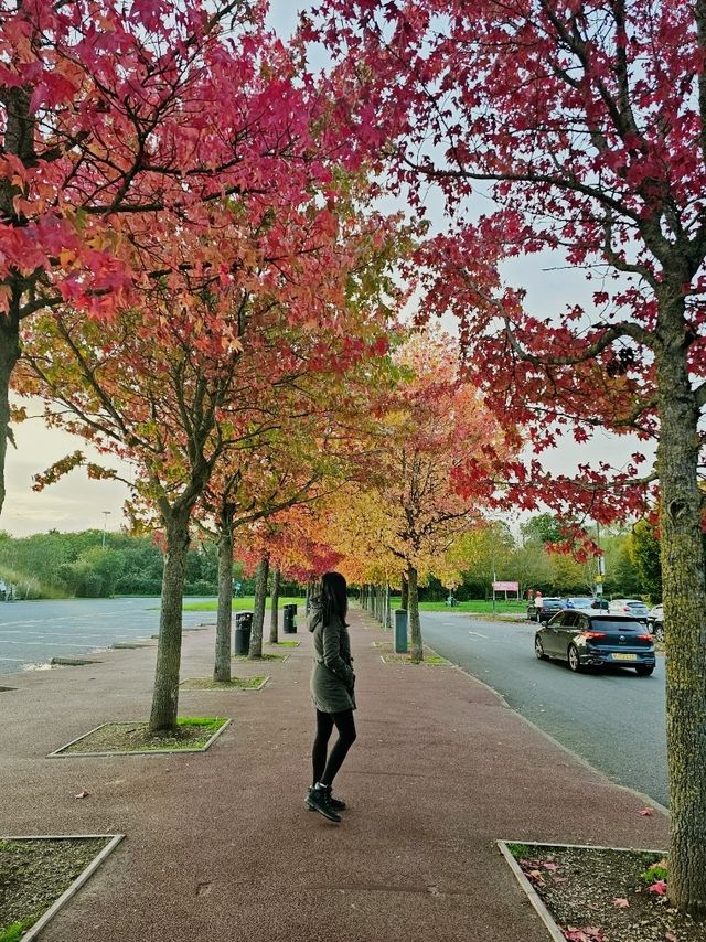 The Beautiful Warm Colors of Autumn in UK