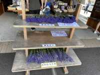 富良野薰衣草花田之王「富田農場」：必去打卡點，薰衣草控必朝聖！