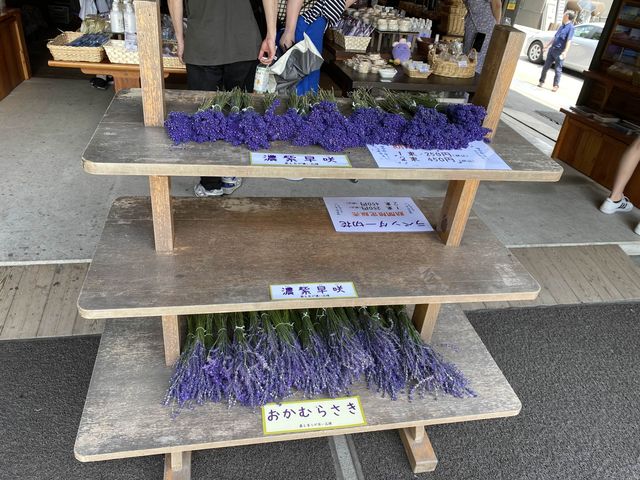 富良野薰衣草花田之王「富田農場」：必去打卡點，薰衣草控必朝聖！