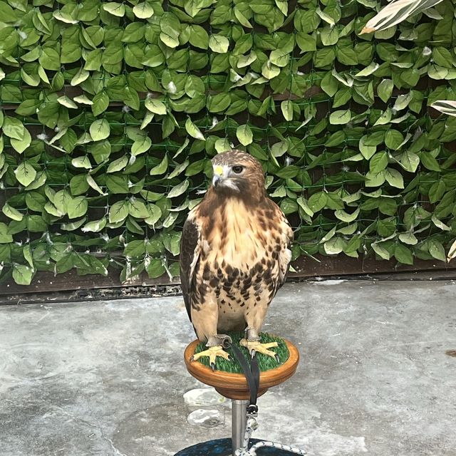 鳥と花を間近で鑑賞！