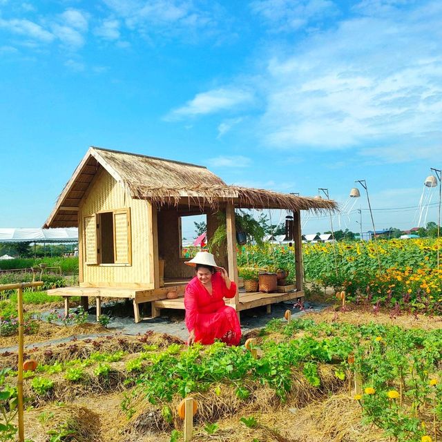ทุ่งทานตะวันระแหง