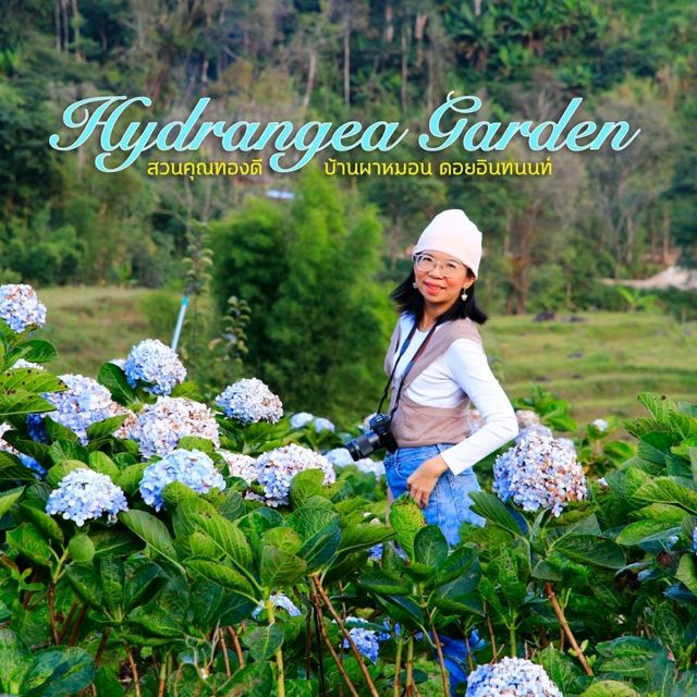 เที่ยวสวนไฮเดรนเยีย ดอยอินทนนท์ เชียงใหม่