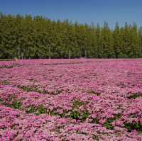 🌸🌷 ทุ่งดอกไม้บานแล้วที่ : ทุ่งสวรรค์ตะวันใส 