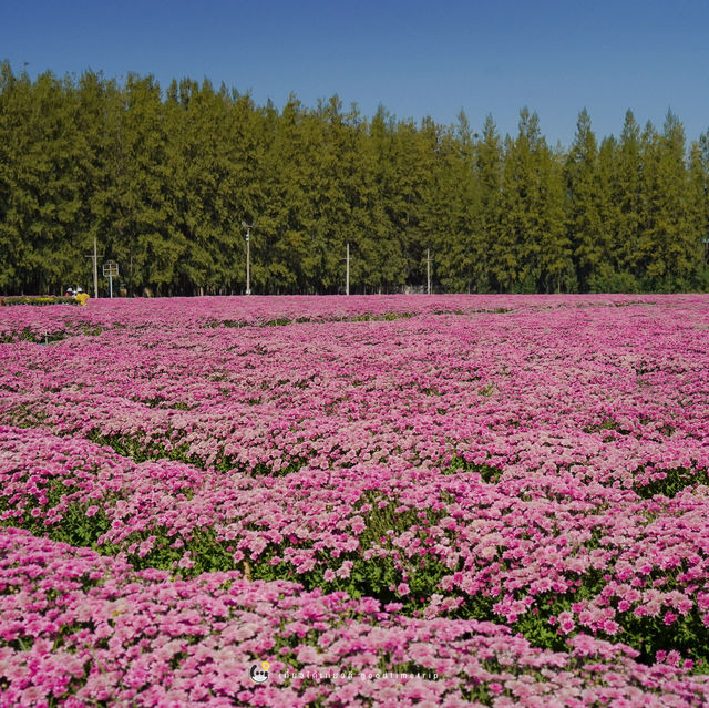 🌸🌷 ทุ่งดอกไม้บานแล้วที่ : ทุ่งสวรรค์ตะวันใส 