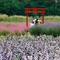Hokkaido Flower Park Khaoyai