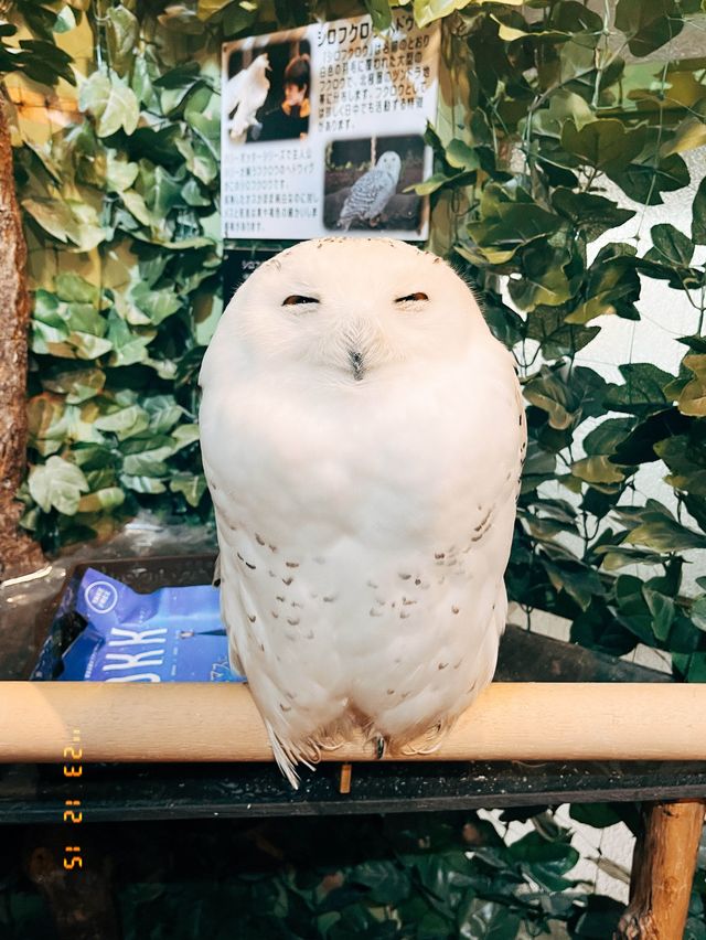 🇯🇵日本京都的貓頭鷹森林👣貓頭鷹迷一定不要錯過呀☺️