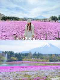 富士芝桜まつり（4月中旬〜