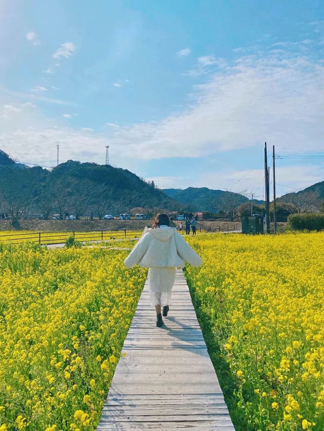 ひとあし先に楽しめる💫桜×菜の花の絶景！🌸