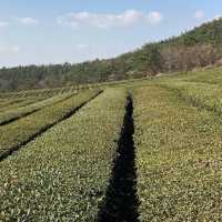 Deokjin Tea Field