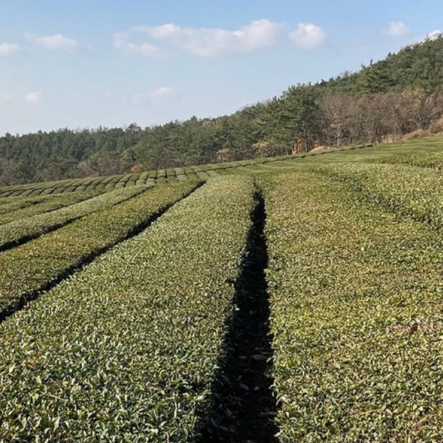 Deokjin Tea Field