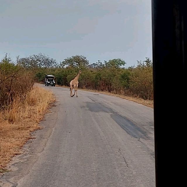 kruger safari 