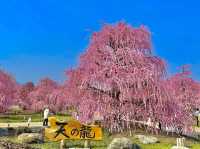 Suzuka forest garden 
