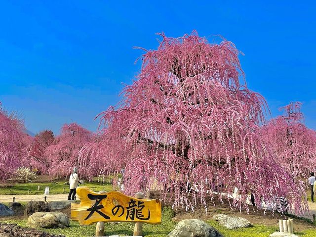 Suzuka forest garden 