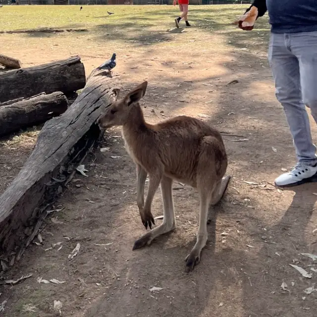 Lone Pine Koala Sanctuary