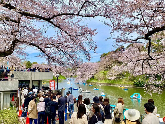 Chidorigafuchi park จุดชมดอกซากุระ ใจกลางโตเกียว