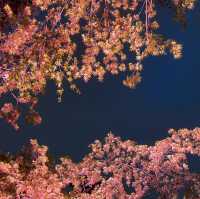 【白金台】八芳園で桜を堪能