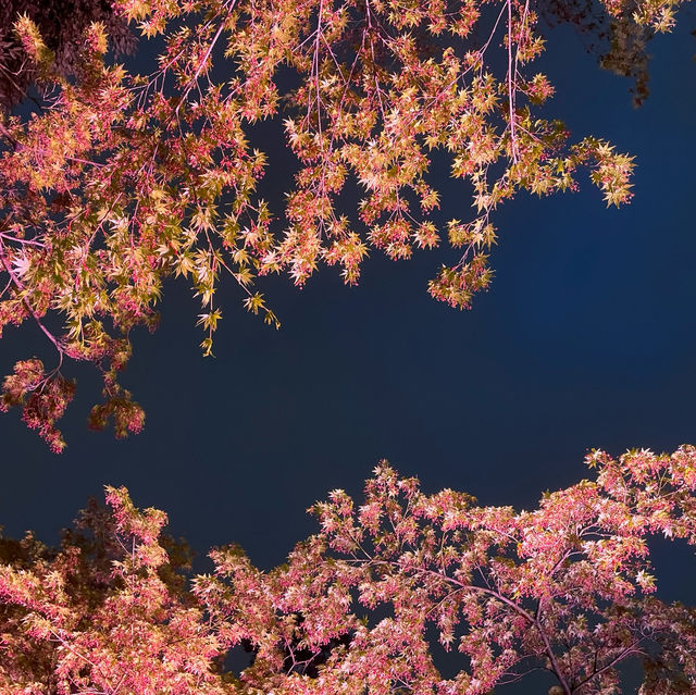 【白金台】八芳園で桜を堪能