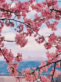 【群馬】超穴場!!絶景の桜並木が見れる!!春のおでかけスポット🌸