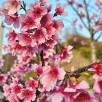 賞櫻勝地【夢幻櫻海】折本山公園
