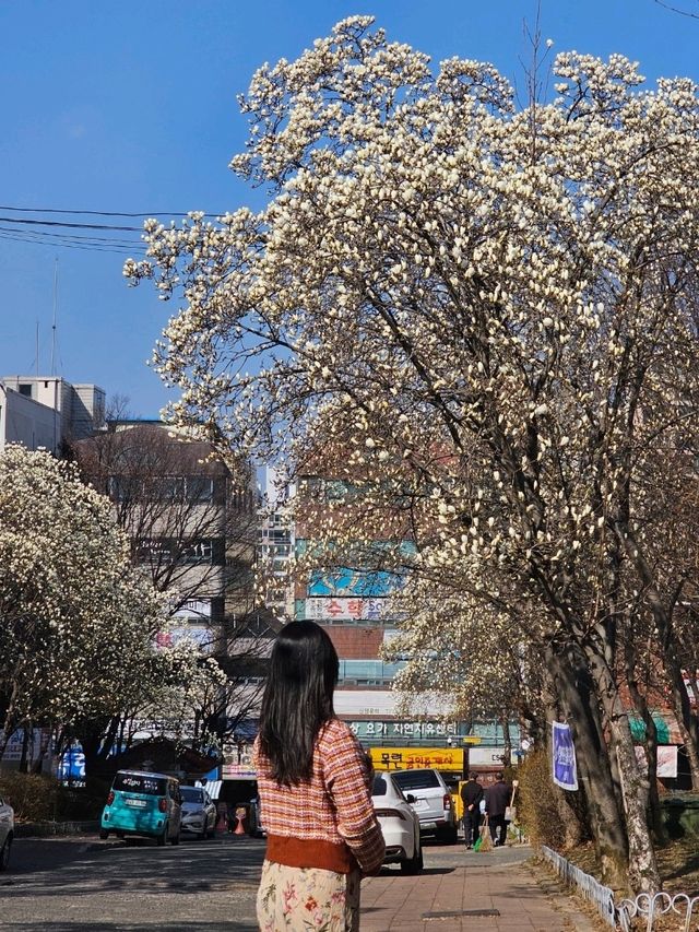 봄데이트는 역시 꽃놀이💐