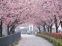 「安行寒櫻」、「安行櫻」、「密藏院」一日遊，埼玉縣景點推薦