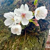相約韓國鎮海櫻花/軍港節/慶和站