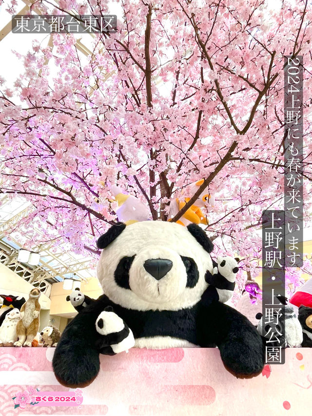 【上野駅・上野公園】2024上野にも春が来ています