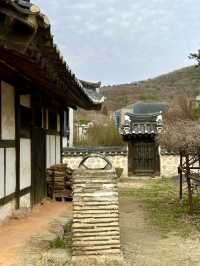 새하얀 벚꽃들과 🌸 초봄느낌 물씬 느낄 수 있는 🌱서호정사 봄데이트