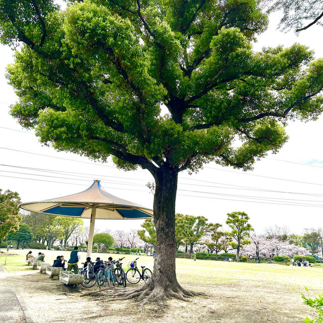 【大分市平和市民公園】桜とこいのぼり