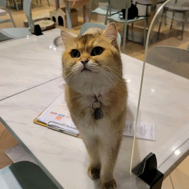 打卡超治癒貓Cafe🐱 品種繁多嘅貓貓😍