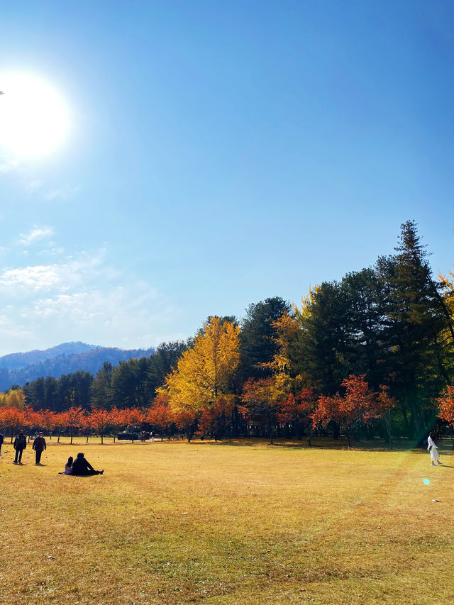 🍂 Winter Sonata Tree