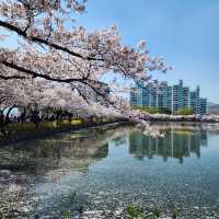 Beautiful Cherry Blossom View of Yeonhwaji