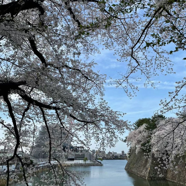 弘前城公園：春天櫻花浪漫景緻