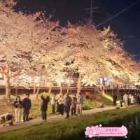 Cherry Blossom Festival in Cheonan