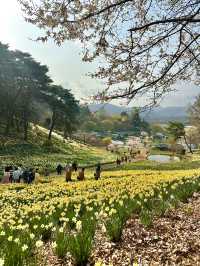 수선화를 볼 수 있는 유기방가옥 🌼