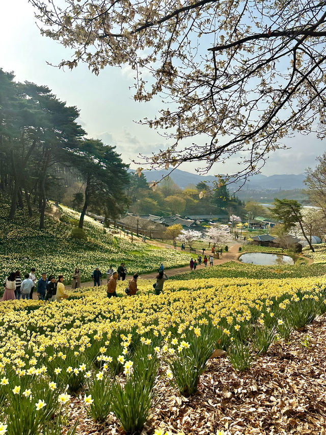 수선화를 볼 수 있는 유기방가옥 🌼