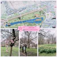 ❣️🌸St James Park London Cherry Blossoms