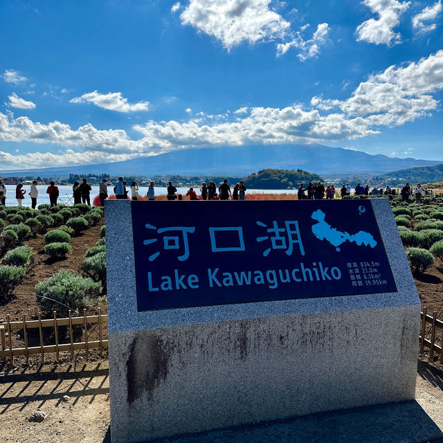 Oishi Park - Lake Kawaguchiko, Japan