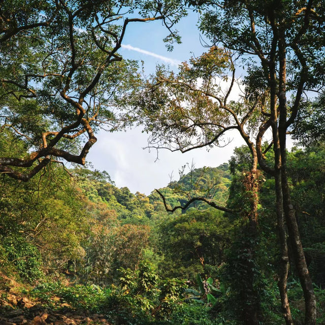 太平山國家森林遊樂區：山林間的寧靜與美麗 🌲🏞️