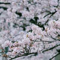【絶景お花見スポット】目黒川の桜並木